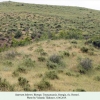 satyrium ledereri rustavi biotope2